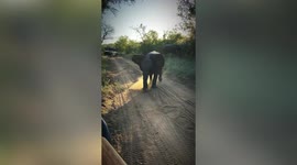 Adorable elephant calves try to see off safari tourists