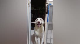 Pet Labrador Retriever struggles to push favourite stick through door
