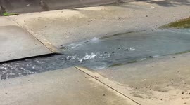 Group of clever fish retreats when they see bird waiting for them in canal in Singapore