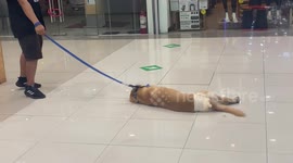 Stubborn Golden Retriever can’t be bothered to walk in shopping mall