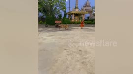 Golden Retriever chases Buddhist monk around temple in Cambodia