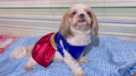 Dog lover gives pet Shih Tzu an adorable maternity shoot
