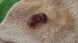 Rocky the Infant Grey Squirrel Getting Tucked In After His Feeding, So Precious ❤️