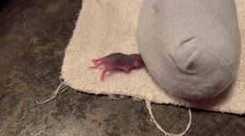 Infant Rocky Grey Squirrel Gets Rambunctious & Squirmy When He’s Hungry!