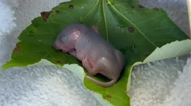 My Dog Found A Baby Grey Squirrel, We Tried To Reunite With Mama, No Luck