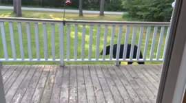 The Illusive Hummingbear had a scare on my deck before work!