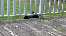 The Illusive Hummingbear had a scare on my deck before work!