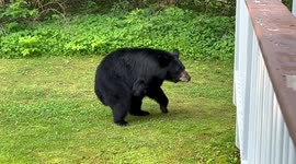 The Illusive Hummingbear had a scare on my deck before work! Her Cub Was Up In A Tree