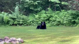 Tripod mama black bear came wandering into the yard for some sugar water! She has one cub this year!