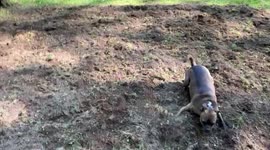 ZOOMIES!! Rescue dog loves his mommy’s new garden area, it’s like a giant dirt playground just for him!