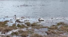Beautiful Tundra Swans In Northern Wisconsin. Look How They Rest Their Heads…Beautiful ❤️