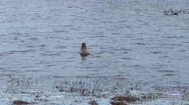 Flock of Tundra Swans, one is diving into the lake for food! Beautiful!!
