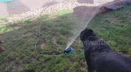 The weather was hot in Canada but these rottweilers knew just how to cool down with the sprinkler
