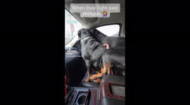 Tired of your kids fighting over shot-gun? Try having two stubborn rottweilers !