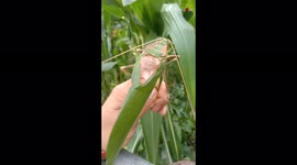 Meet the giant, noisy bug that totally looks like a leaf