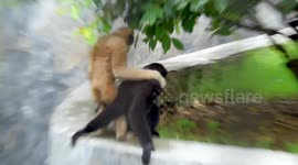 Visitors did not expect such a warm welcome from gibbons inside Indian Zoo