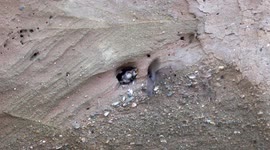 Close-up footage shows rare Sand Martins feed their fledglings on a Welsh beach