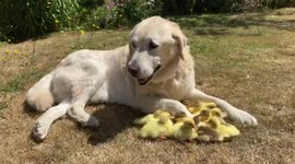 Labrador called Fred adopts a brood of 15 orphaned ducklings for the SECOND time