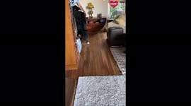 Adorable Border Collie showers owner with love  kisses as he returns home from fishing trip