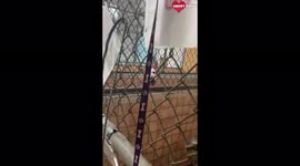 Lonely Shelter Dog Happy To See The Kennel Worker