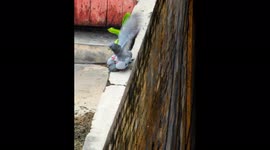 Bizarre mating rituals of birds pigeon beautifully captured on camera