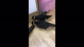 Two smart birds try to use their mouths to press the power TV button on the remote control