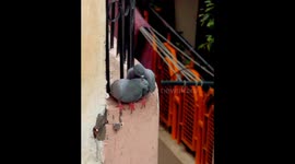 Watch this beautiful video of male pigeon offers his beak and indulges in a kiss