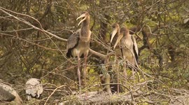 LET'S DANCE! It's hilarious to watch these painted stork babies showing cool dance moves inside Indian Zoo