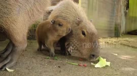 Baby capybara born months after parents had romantic Valentine’s meal