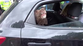 Dog is barking in a car outside 10 Downing Street as Boris Johnson announces resignation as prime minister