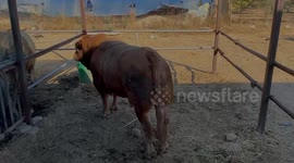 Low demand for sacrificial animals in Gaza Strip.