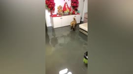 Mother dog attempts to save puppy in flooded house in China