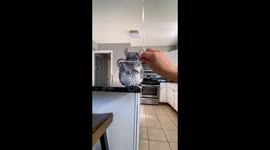 Cute chinchilla stands and holds a happy birthday balloon!