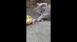Angry turtle chases and attacks lazy cat