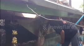 Greedy python found in pensioner's ceiling after eating three pet cats in Thailand