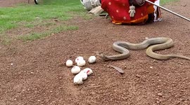 Cobra snake regurgitating eight eggs in eastern India.