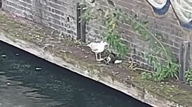 Seagulls have been seen feasting on pigeons and rats since the Covid lockdown, London residents claim