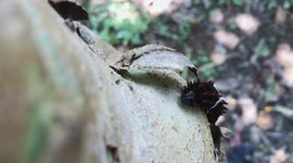 Butterfly Caterpillar - caterpillar on the tree / baby caterpillar