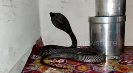 Snake strays inside house, wreaks havoc in central India