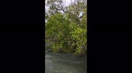 The beauty of hightide with Mangrooves on the shore from an exclusive property in Loay, Bohol, Philippines.