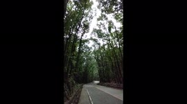 The magical manmade forest in Bohol recovers from a devastating typhoon.