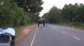 Elephants wander around in middle of road in Sri lanka
