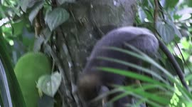 Monkey - Monkey on a jack tree eating jack fruit