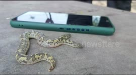 Rare Unique snake with 2 mouth and 4 eyes found in Rajasthan