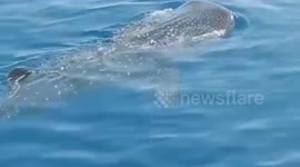 Dozens of Whale Sharks Play in Indonesia's Natuna Sea, Fishers Look Happy