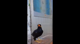 The special bird can repeat the woman's sentence