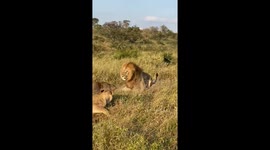 Male lion lashes out at other lion in dominance display during safari