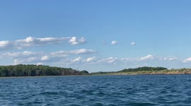 Arctic Terns Dive-Bombing to Fish in Scarborough, Maine