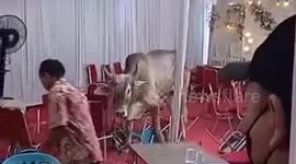 Wedding guests flee as sacrificial cow crashes nuptials