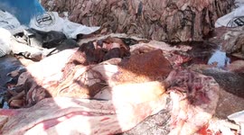 Palestinian tannery workers tan leather of cows after slaughter on the second day of Eid al-Adha or the feast of sacrifice